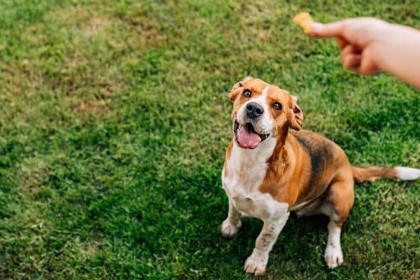 reward your dog