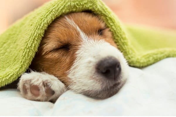 sleeping dog