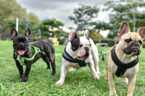 social life with other dogs