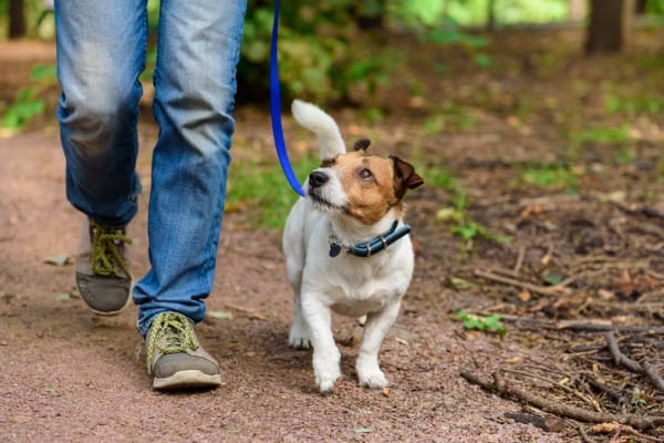 walking with your dog