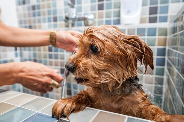 afraid of bathing