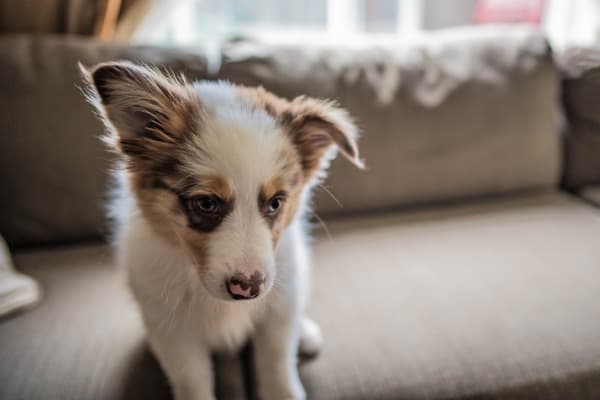 augie puppy