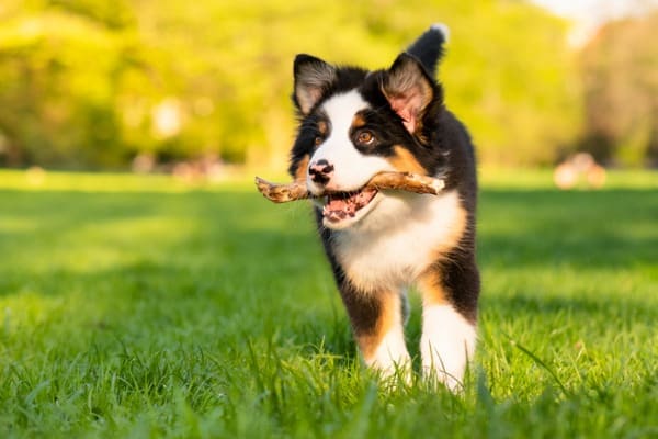 augie running