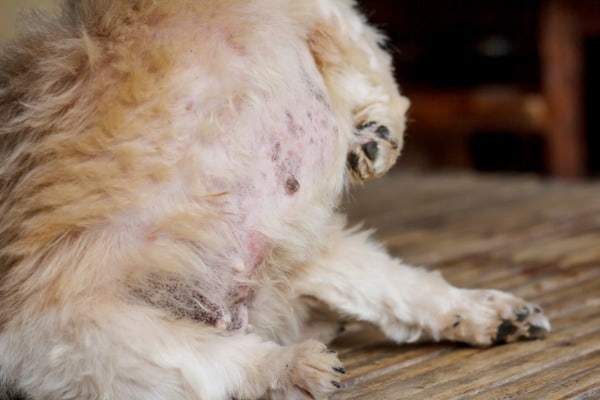 blackheads on dog's tummy