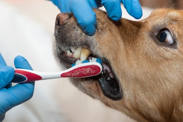 brush up on doggie dentistry