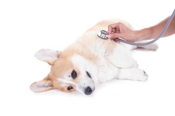 corgane's health