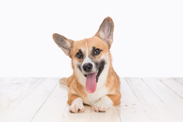 corgi and great dane mix