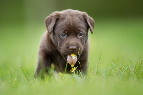 dog eating toxic material