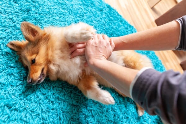 what can I give my dog for gas pain