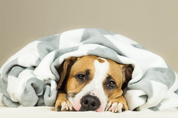 dog's ears are cold