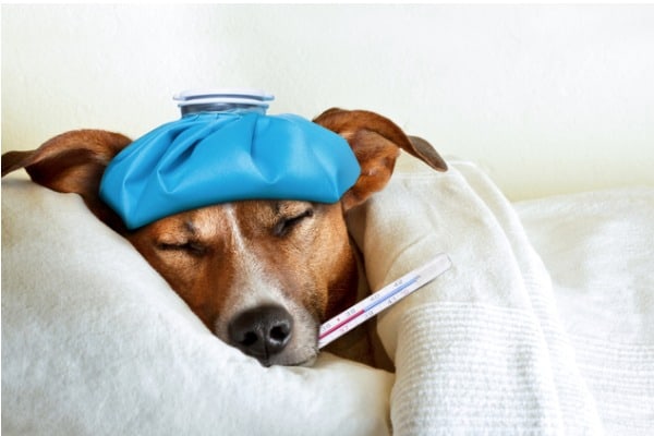 check if dog has a cold