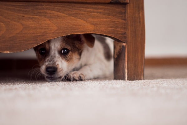 dog is scared at certain place