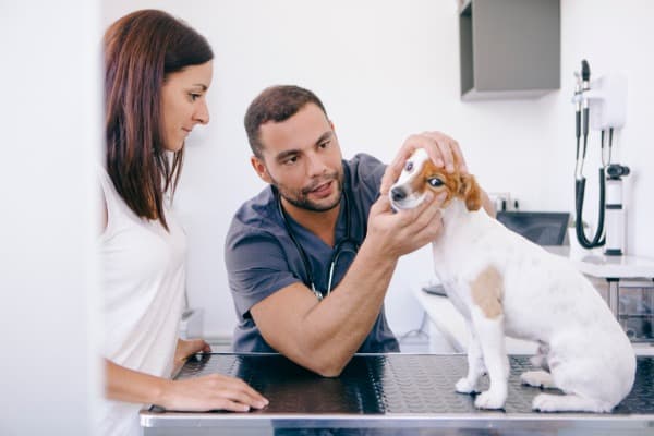 checking dog's cold ears