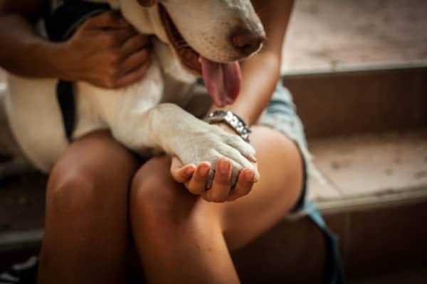 dog paws red between its toes