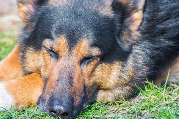 diabetes in a senior dog