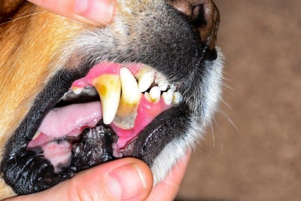 gingivitis for dog
