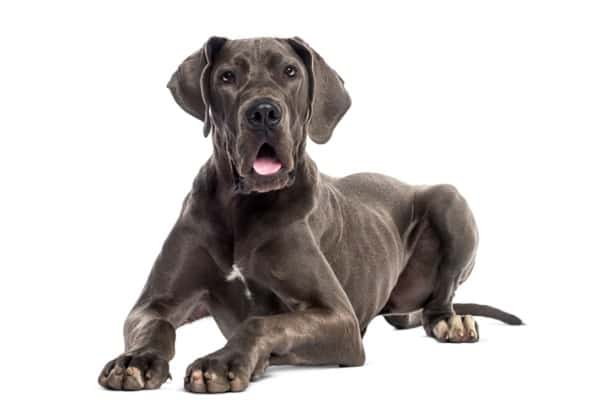 great dane