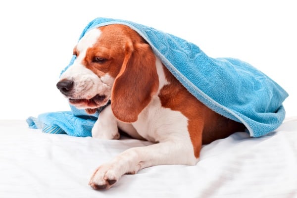 other symptoms of a dog slow and not eating
