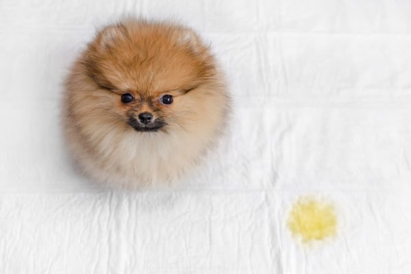 my dog peed on my bed reason