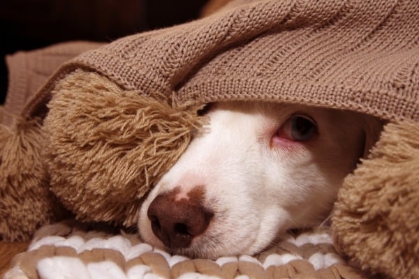 nervous dog