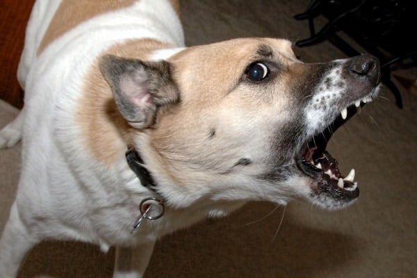 normal black gums