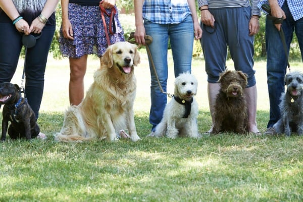 obedience school for dog