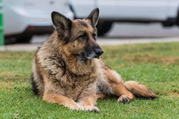 senior german shepherd losing weight