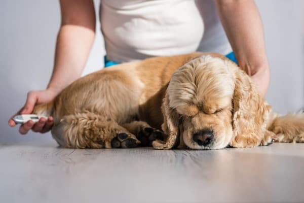 a sick dog stopped eating and drinking water
