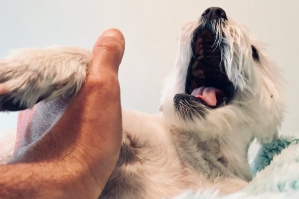 how to get rid of dog blackheads on belly