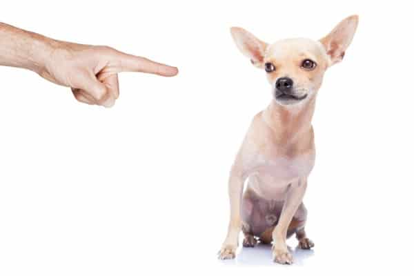 yelling at your dog