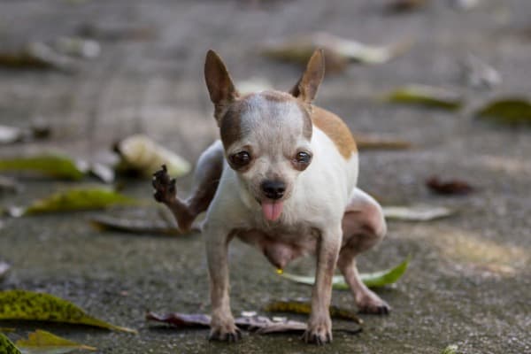 a frightened dog