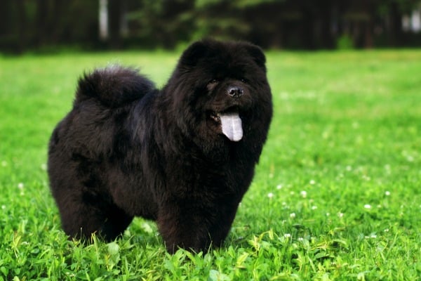 adult dog