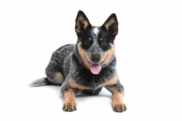 australian cattle dog
