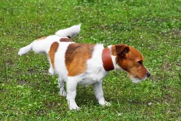 basic needs of dog