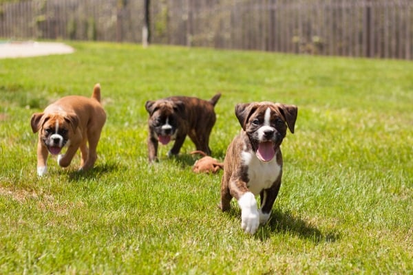 boxer GSD puppies at the park