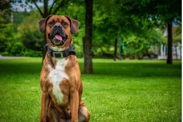 boxer dog