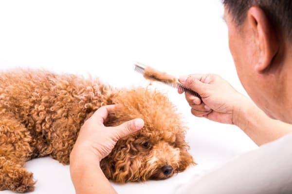 care and grooming