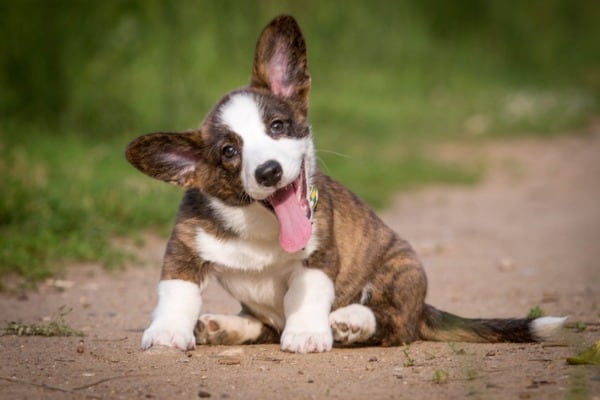 Blue Heeler Corgi Mix