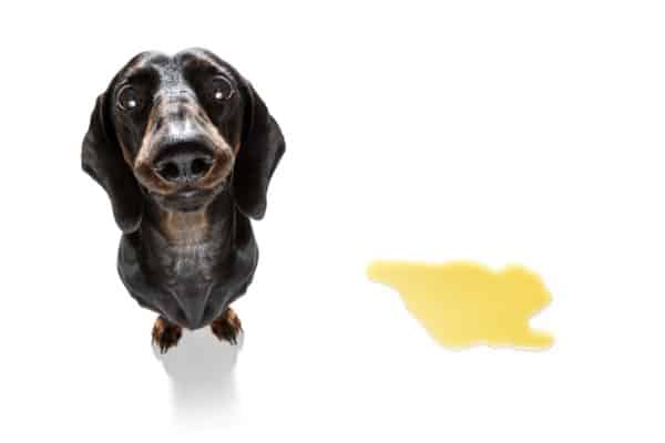 dark urine in dogs