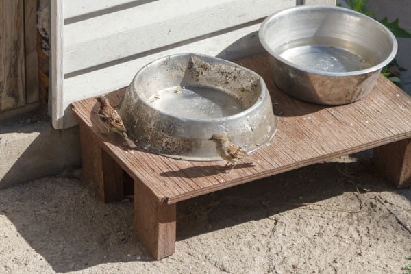 dirty bowl of dog