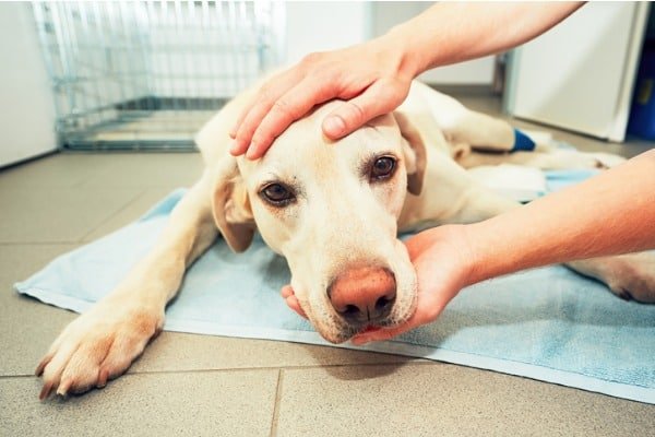 dog at rehabilitation center