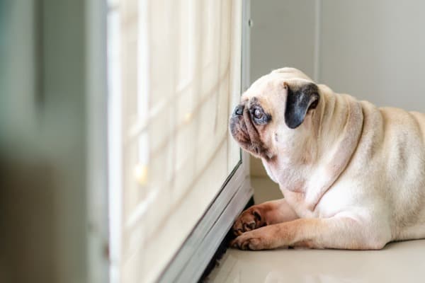 dog bored