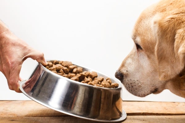 dog change in diet