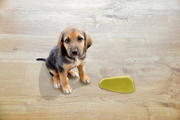 dog cloudy urine with odor