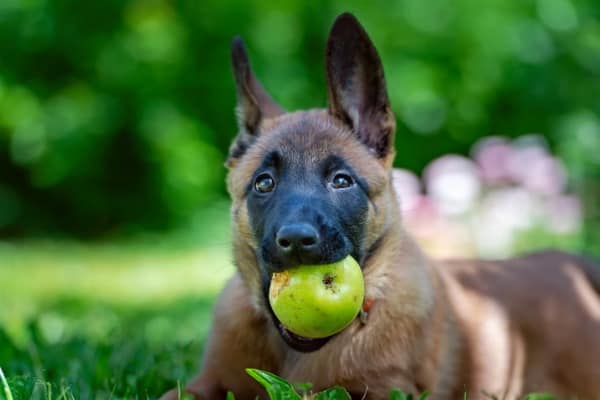 dog diet