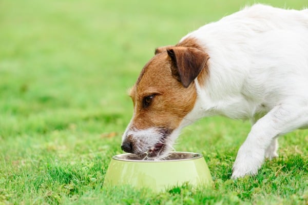dog drinking warm water