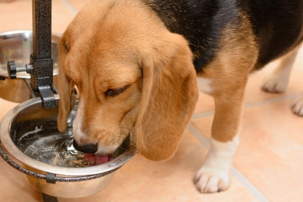 dog drinking water