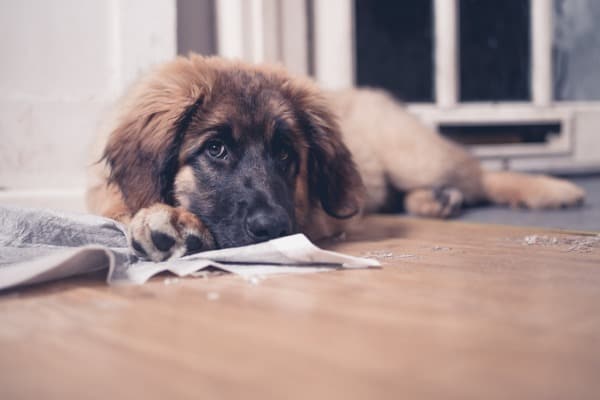 dog has urinary issue