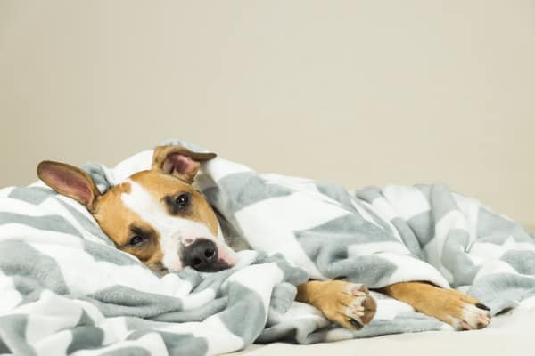 dog health issue