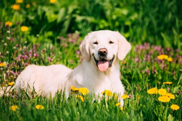 dog health